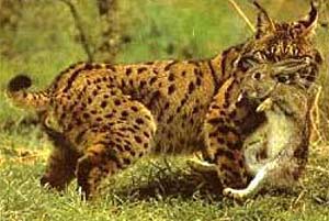 el linx